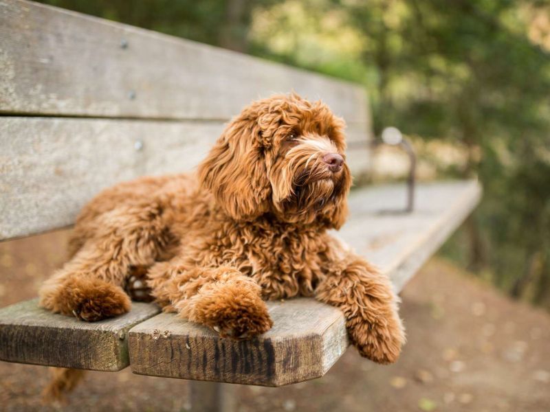 Top 14 Types Of Doodle Dog Breed: The Ultimate Guide 23 Labradoodle - Doodle Dog Breed