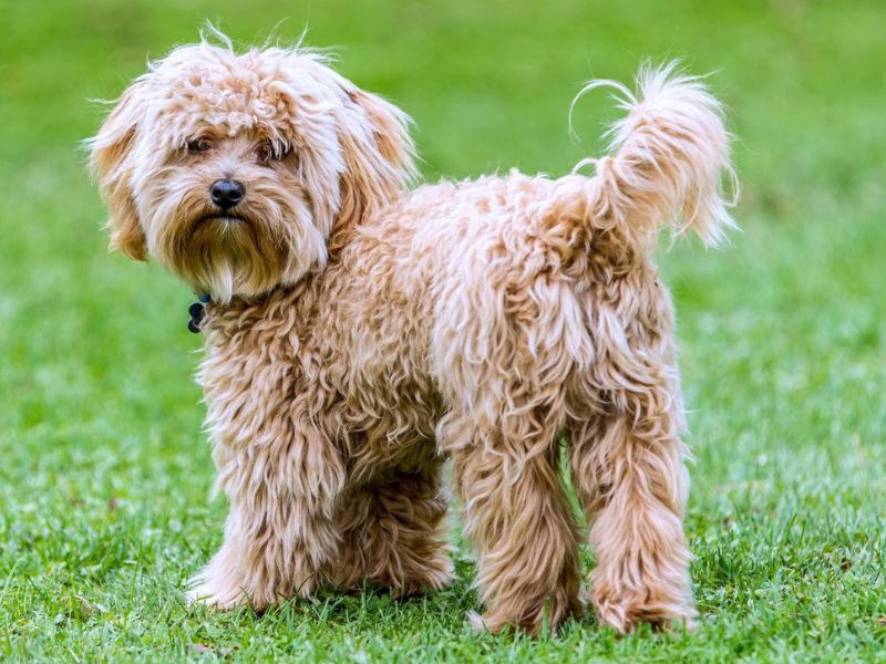 Top 14 Types Of Doodle Dog Breed: The Ultimate Guide 24 Cavapoo - Doodle Dogs