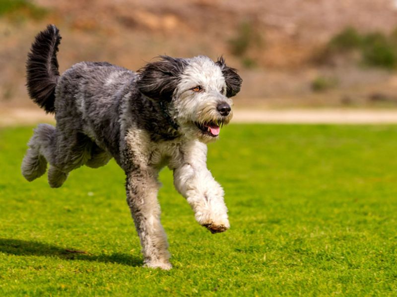 Top 14 Types Of Doodle Dog Breed: The Ultimate Guide 25 Aussiedoodle - Doodle Dog Breed