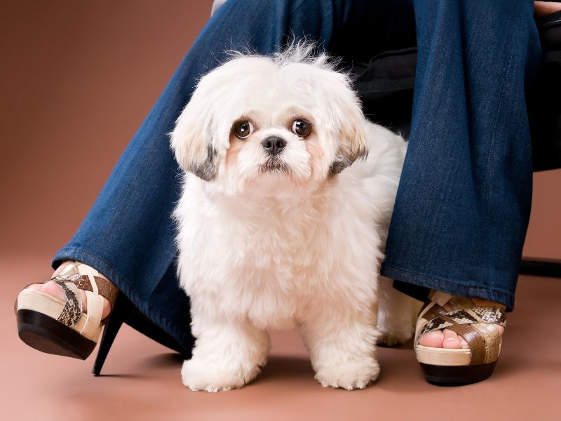 Top 14 Types Of Doodle Dog Breed: The Ultimate Guide 28 Shih-Poo - Dog Doodle Breeds