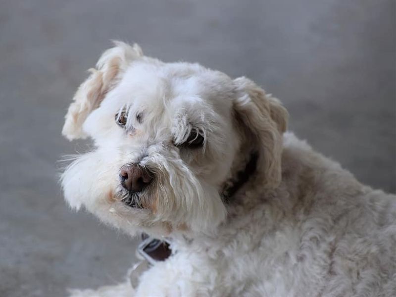 Top 14 Types Of Doodle Dog Breed: The Ultimate Guide 29 Boxerdoodle - Dog Doodle Breeds