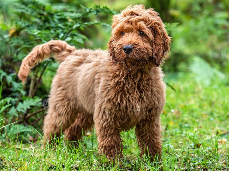 Top 14 Types Of Doodle Dog Breed: The Ultimate Guide 30 Cockapoo - Dog Doodle Breeds