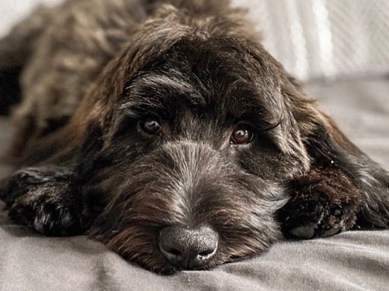Top 14 Types Of Doodle Dog Breed: The Ultimate Guide 33 Whoodle - Doodle Dogs