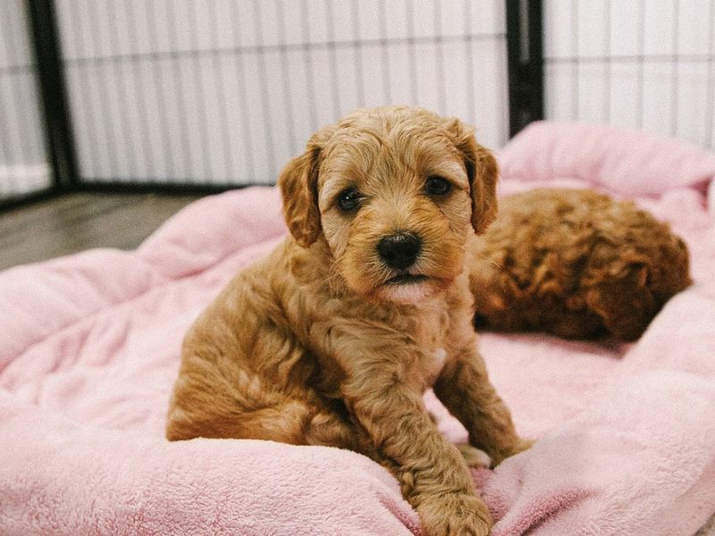 Top 14 Types Of Doodle Dog Breed: The Ultimate Guide 35 What To Look For A Doodle Dog?