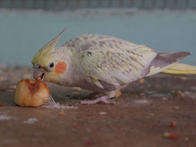 Can Cockatiels Eat Apples? A Safe And Tasty Snack 11 How Can Cockatiels Eat Apples