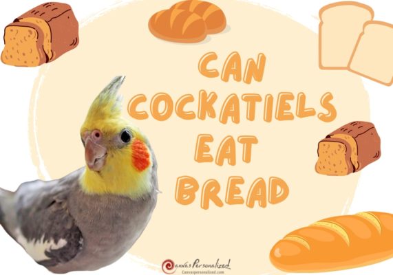 Can Cockatiels Eat Bread