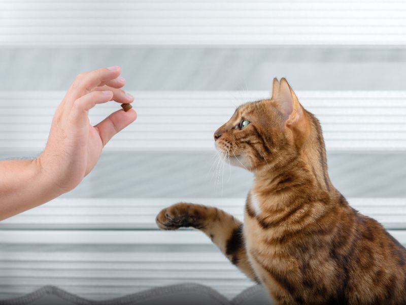 Top 10 Helpful &Amp; Crucial Kitten Training Tips For Beginners 10 Food Rewards - Best Kitten Training Techniques