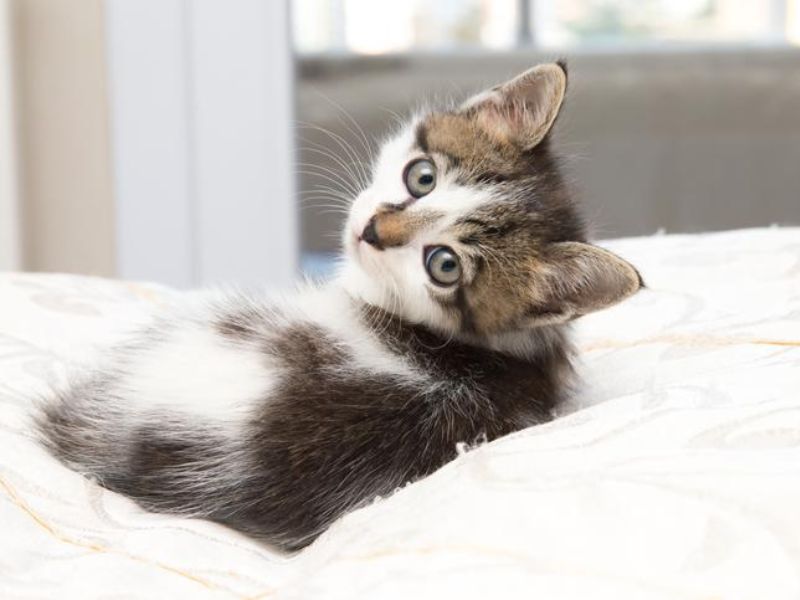 Top 10 Helpful &Amp; Crucial Kitten Training Tips For Beginners 15 Tips For Training A Kitten To Be Aware Of Its Name