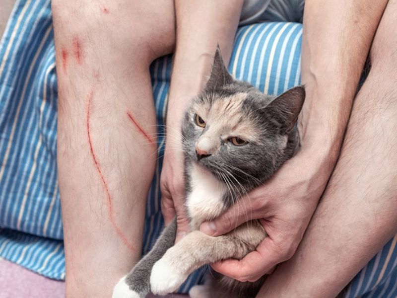 Top 10 Helpful &Amp; Crucial Kitten Training Tips For Beginners 12 How To Begin Kitten Training