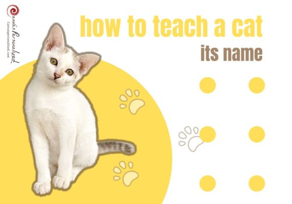 How To Teach A Cat Its Name From Canvas Personalized Blog