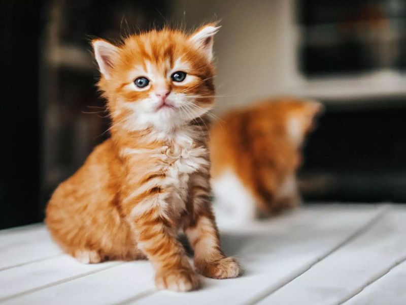 How To Teach A Cat Its Name In 7 Simplest Steps? 14 Teach A Cat Its Name At The Young Age
