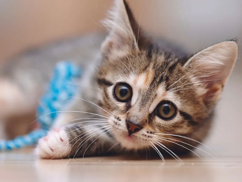 How To Teach A Cat Its Name In 7 Simplest Steps? 17 How To Teach A Cat Its Name