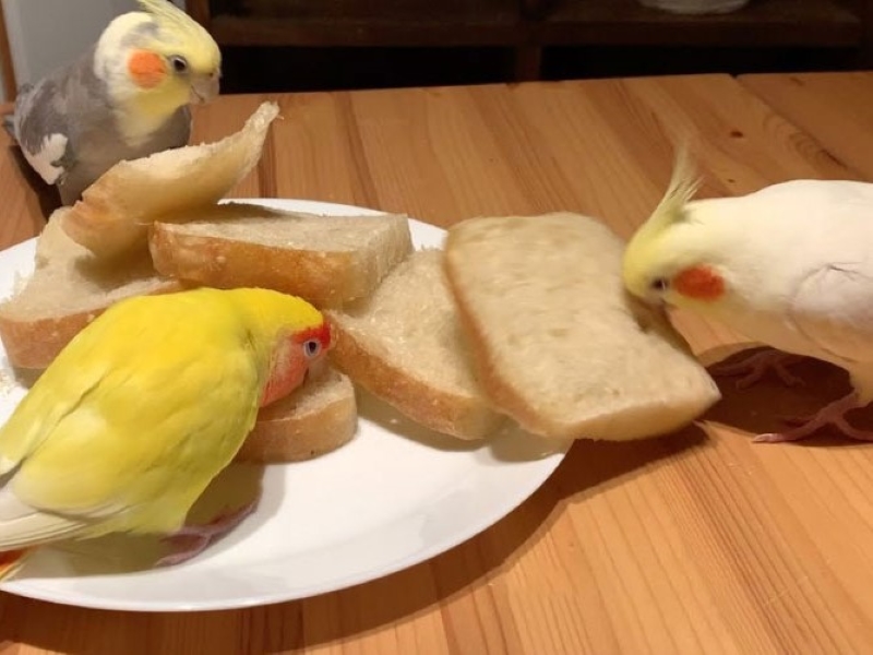 Can Cockatiels Eat Bread? Is Bread Safe For Your Pet? 13 Higher Quality Bread To Your Cockatiel