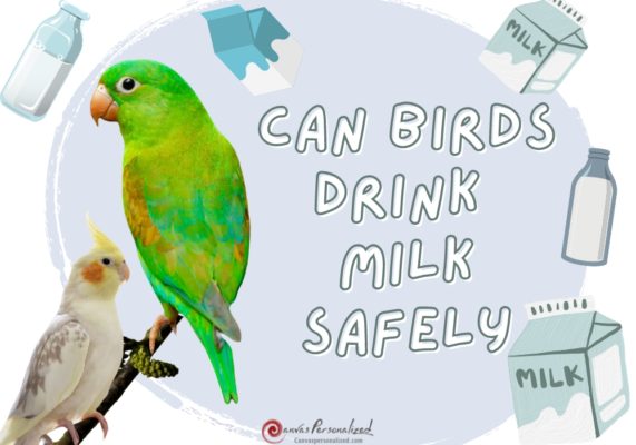 Can Birds Drink Milk