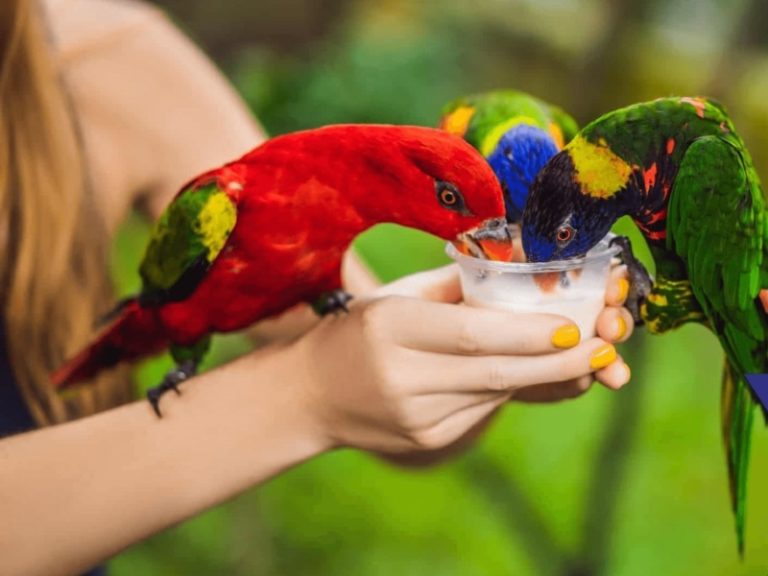 Can Birds Drink Milk? Exploring The Surprising Answer