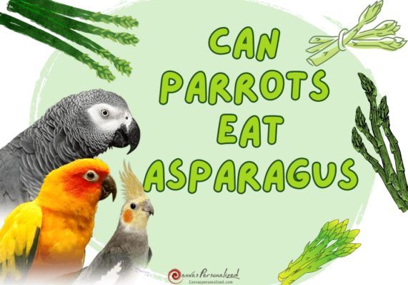 Can Parrots Eat Asparagus