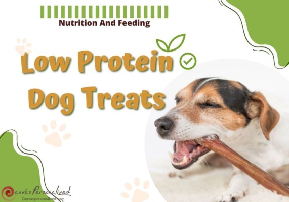 The 10 Low Protein Dog Treats With Special Dietary Needs