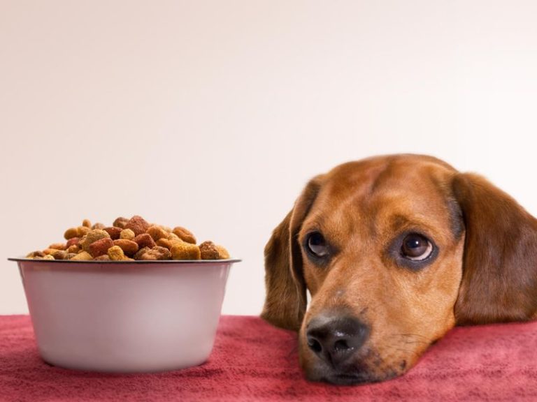 The 10 Low Protein Dog Treats To Promote Your Pup's Health