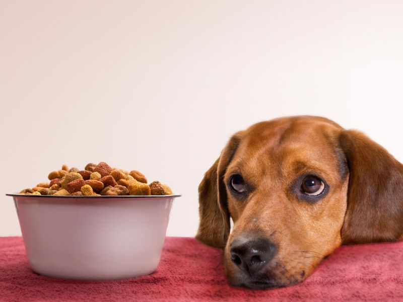 The 10 Low Protein Dog Treats To Promote Your Pup s Health