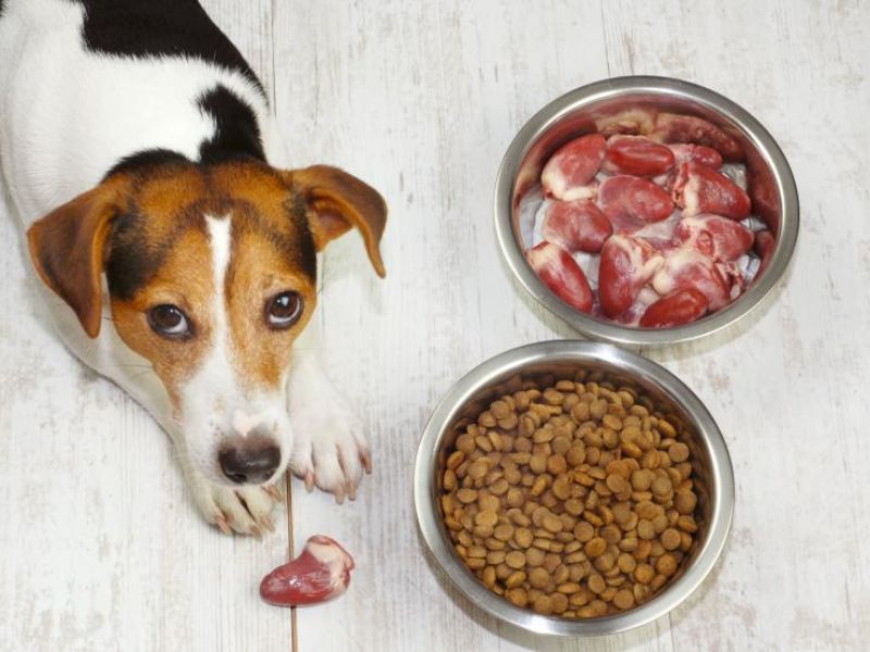 Low protein best sale snacks for dogs