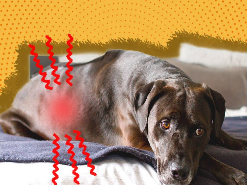 The 10 Low Protein Dog Treats With Special Dietary Needs 36 Dog Treats With Low Protein