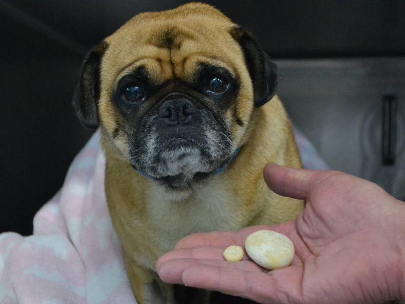The 10 Low Protein Dog Treats With Special Dietary Needs 37 Low Protein Dog Treats