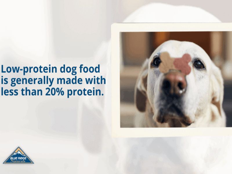 The 10 Low Protein Dog Treats With Special Dietary Needs 39 Rule Of Feeding Dog Treats With Low Protein