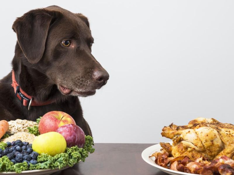 The 10 Low Protein Dog Treats With Special Dietary Needs 40 Low Protein Dog Treats