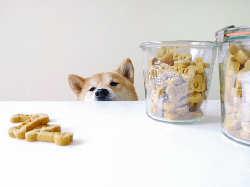 Homemade low protein dog treats best sale