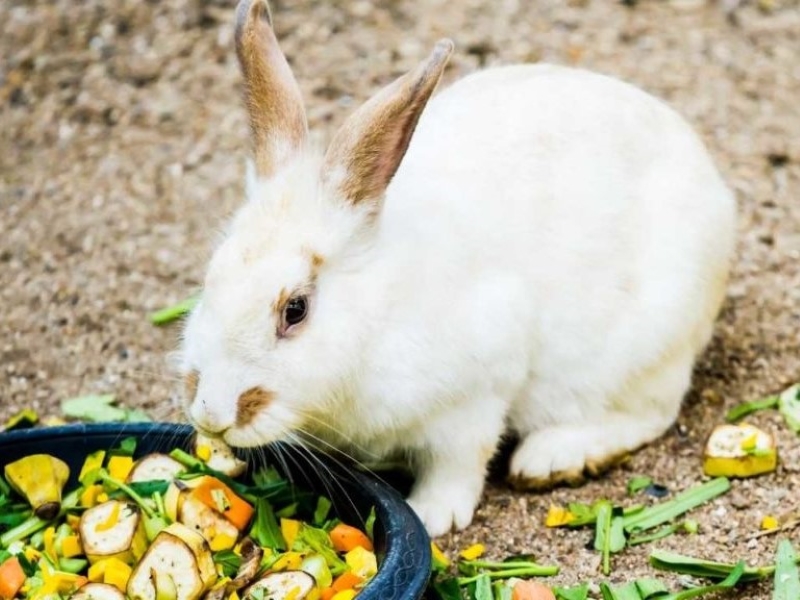 do rabbits eat ginger