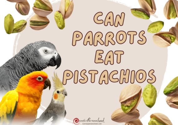 Can Parrots Eat Pistachios