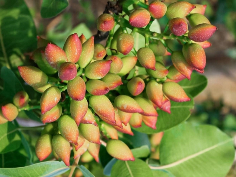 Exploring Pet Diet: Can Parrots Eat Pistachios Without Any Risks? 6 Can Cockatoos Eat Pistachios