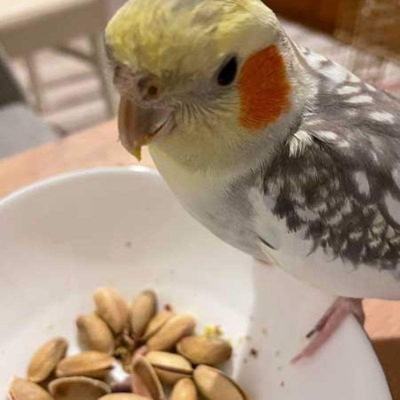 Exploring Pet Diet: Can Parrots Eat Pistachios Without Any Risks? 8 Can Conures Eat Salted Pistachios