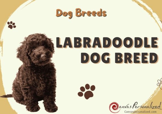 Everything You Need To Know About The Labradoodle Dog Breed 36 Labradoodle Dog Breed: A Comprehensive Guide To Care For