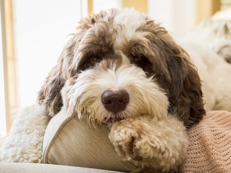 Key Traits Of Labradoodle dogs