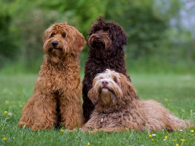 The size and color of Labradoodle dog breed