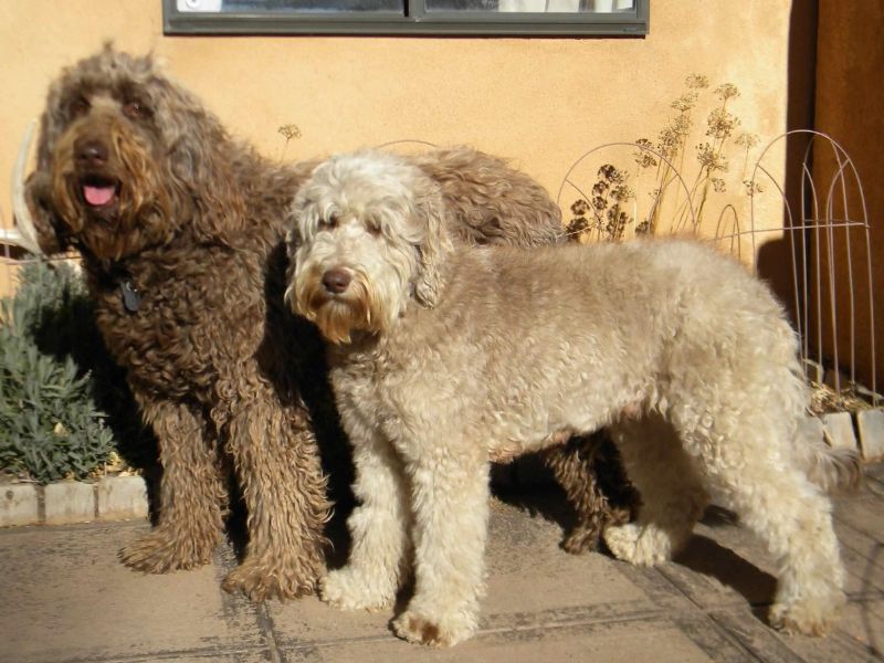 Appearance of Labradoodle dogs