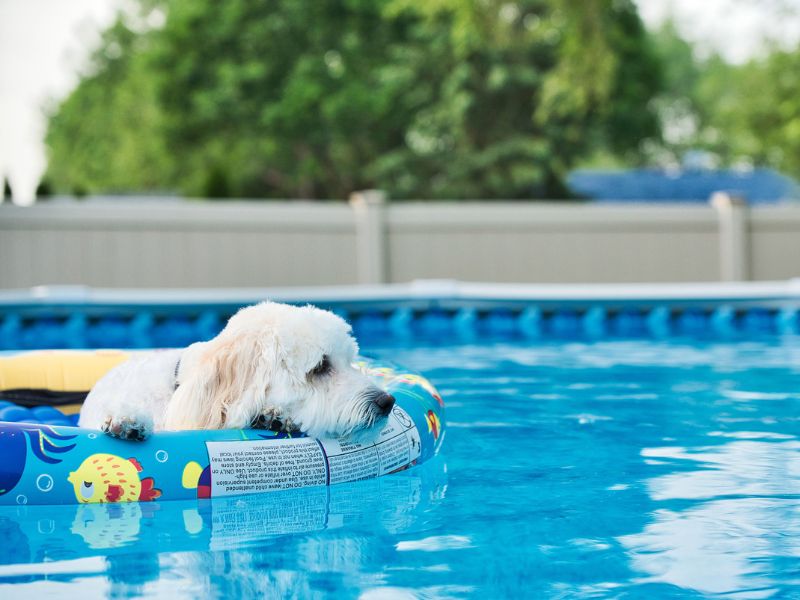 Labradoodle dogs love to swim