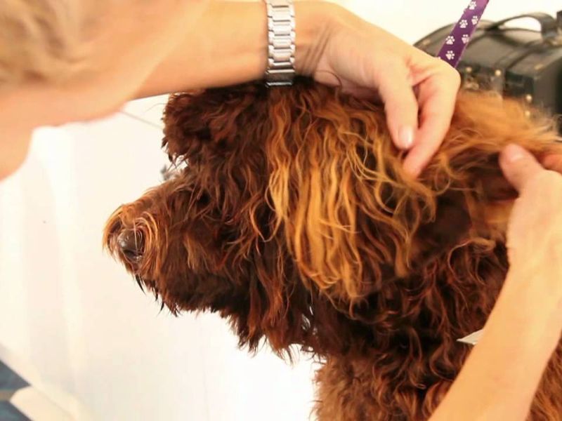 Labradoodle dog Ear Care