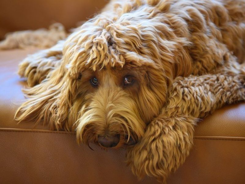 Allergies In Labradoodle Puppies