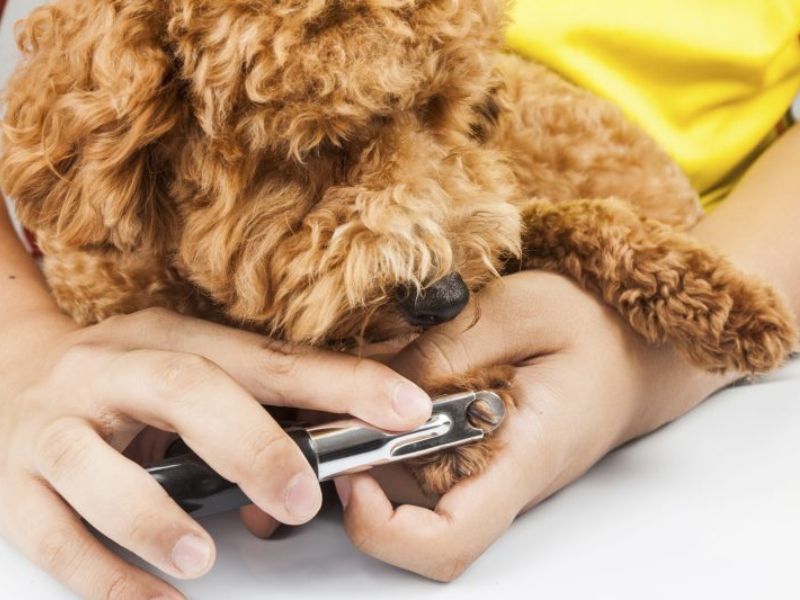 Everything You Need To Know About The Labradoodle Dog Breed 29 Nail Care For Labradoodle Dog Breed