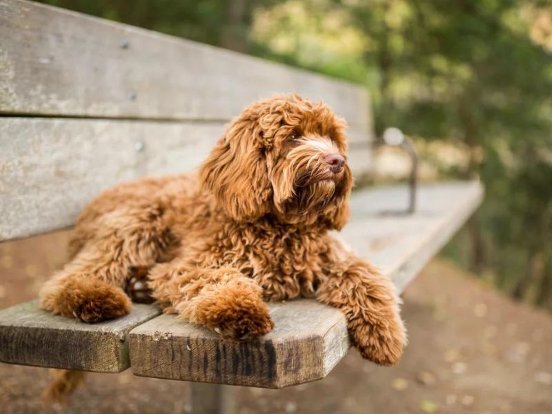 Ideal owners for Labradoodle puppies