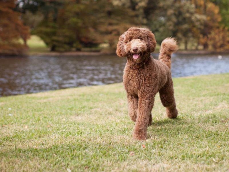 Labradoodle price from reputable breeders