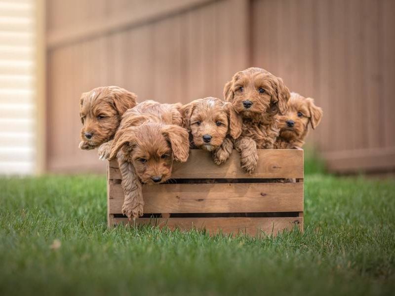 Labradoodle Puppies For Adoption