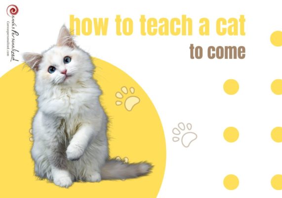 How To Train A Cat To Come To You