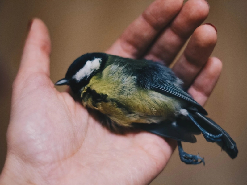 Understanding 7 Bird In Shock Symptoms And Treatment Options 8 Parrot In Shock Symptoms