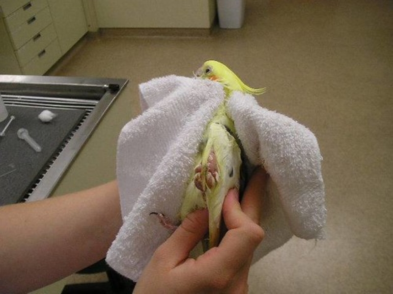 Understanding 7 Bird In Shock Symptoms And Treatment Options 13 Cockatiel In Shock Symptoms