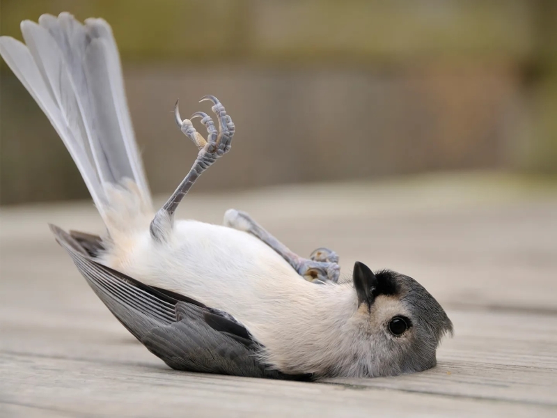 Understanding 7 Bird In Shock Symptoms And Treatment Options 11 Bird In Shock Or Dead
