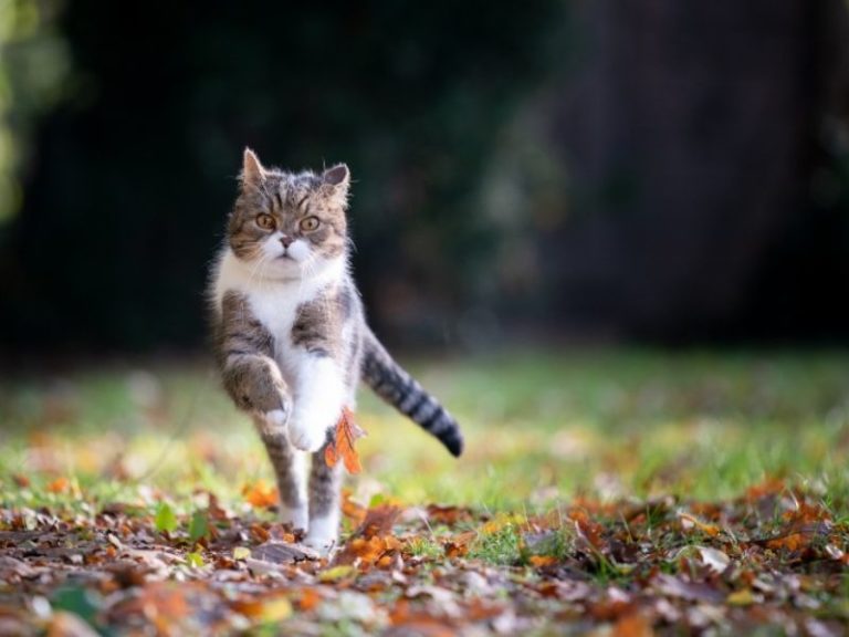 How To Train A Cat To Come When Called In 4 Easy Steps