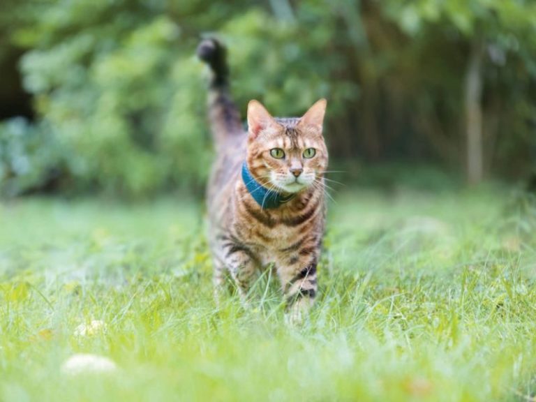 How To Train A Cat To Come When Called In 4 Easy Steps